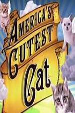 Watch America's Cutest Cat Sockshare