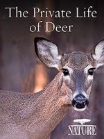 Watch The Private Life of Deer Sockshare