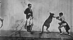 Watch The Boxing Kangaroo (Short 1896) Sockshare