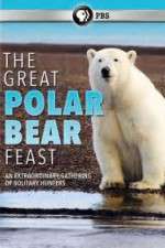 Watch The Great Polar Bear Feast Sockshare