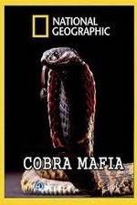 Watch National Geographic Cobra Mafia Sockshare