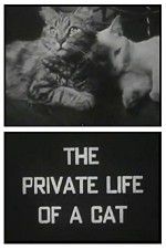 Watch The Private Life of a Cat Sockshare