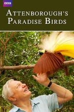 Watch Attenborough's Paradise Birds Sockshare