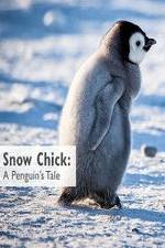 Watch Snow Chick: A Penguin's Tale Sockshare