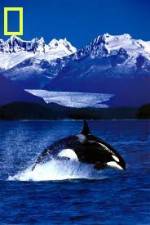 Watch National Geographic Killer Whales Of The Fjord Sockshare