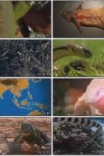 Watch National Geographic Wild : Deadliest Animals Asia Pacific Sockshare