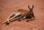 Watch Big Red: The Kangaroo King Sockshare