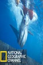 Watch National Geographic Shark Men Surfs Up Sockshare