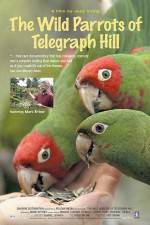 Watch The Wild Parrots of Telegraph Hill Sockshare
