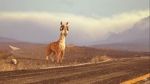 Watch Caminandes: Llama Drama (Short 2014) Sockshare