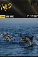 Watch National Geographic Wild Dolphin Army Sockshare