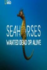 Watch National Geographic - Wild Seahorses Wanted Dead Or Alive Sockshare