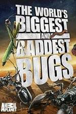 Watch Worlds Biggest and Baddest Bugs Sockshare