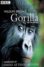 Watch Gorilla Revisited with David Attenborough Sockshare