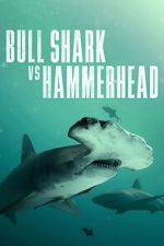 Watch Bull Shark vs Hammerhead Sockshare