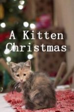 Watch A Kitten Christmas Sockshare