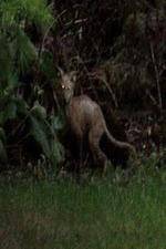 Watch National Geographic Hunt For El Chupacabra Sockshare