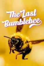 Watch The Last Bumblebee Sockshare