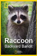 Watch Raccoon: Backyard Bandit Sockshare