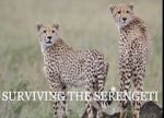 Watch Surviving the Serengeti Sockshare