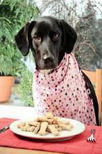 Watch The Truth About Your Dogs Food Sockshare