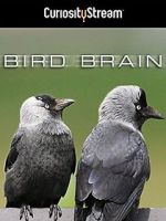 Watch Bird Brain Sockshare