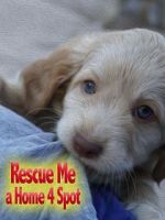 Watch Rescue Me: A Home 4 Spot Sockshare