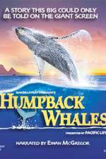 Watch Humpback Whales Sockshare