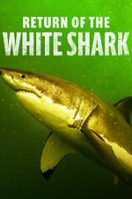 Watch Return of the White Shark Sockshare