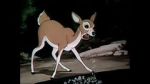 Watch Wacky Wildlife (Short 1940) Sockshare