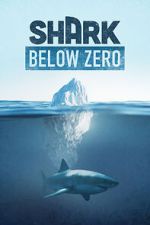 Watch Shark Below Zero Sockshare