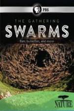 Watch Nature The Gathering Swarms Sockshare