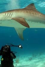 Watch Dive To Tiger Shark Central Sockshare