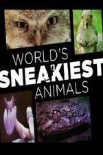 Watch World's Sneakiest Animals Sockshare