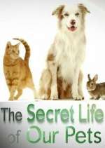 Watch The Secret Life of Our Pets Sockshare