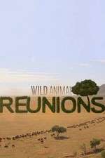 Watch Wild Animal Reunions Sockshare