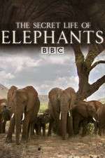 Watch The Secret Life of Elephants Sockshare