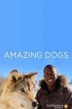 Watch Amazing Dogs Sockshare