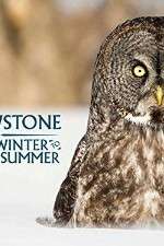 Watch Yellowstone Wildest Winter to Blazing Summer Sockshare
