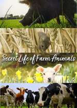 Watch Secret Life of Farm Animals Sockshare