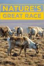 Watch Nature's Great Race Sockshare