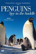 Watch Penguins Spy In The Huddle Sockshare