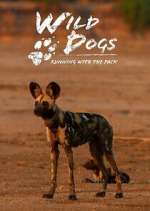 Watch Wild Dogs: Running with the Pack Sockshare