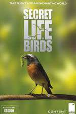 Watch Iolo's Secret Life of Birds Sockshare