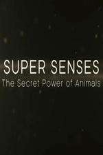 Watch Super Senses The Secret Power of Animals Sockshare