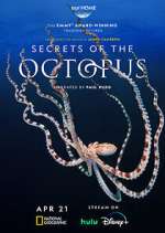 Watch Secrets of the Octopus Sockshare