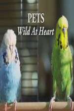 Watch Pets - Wild at Heart Sockshare