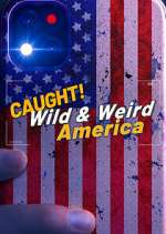 Watch Wild & Weird America Sockshare