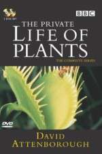 Watch The Private Life of Plants Sockshare