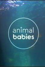 Watch Animal Babies Sockshare